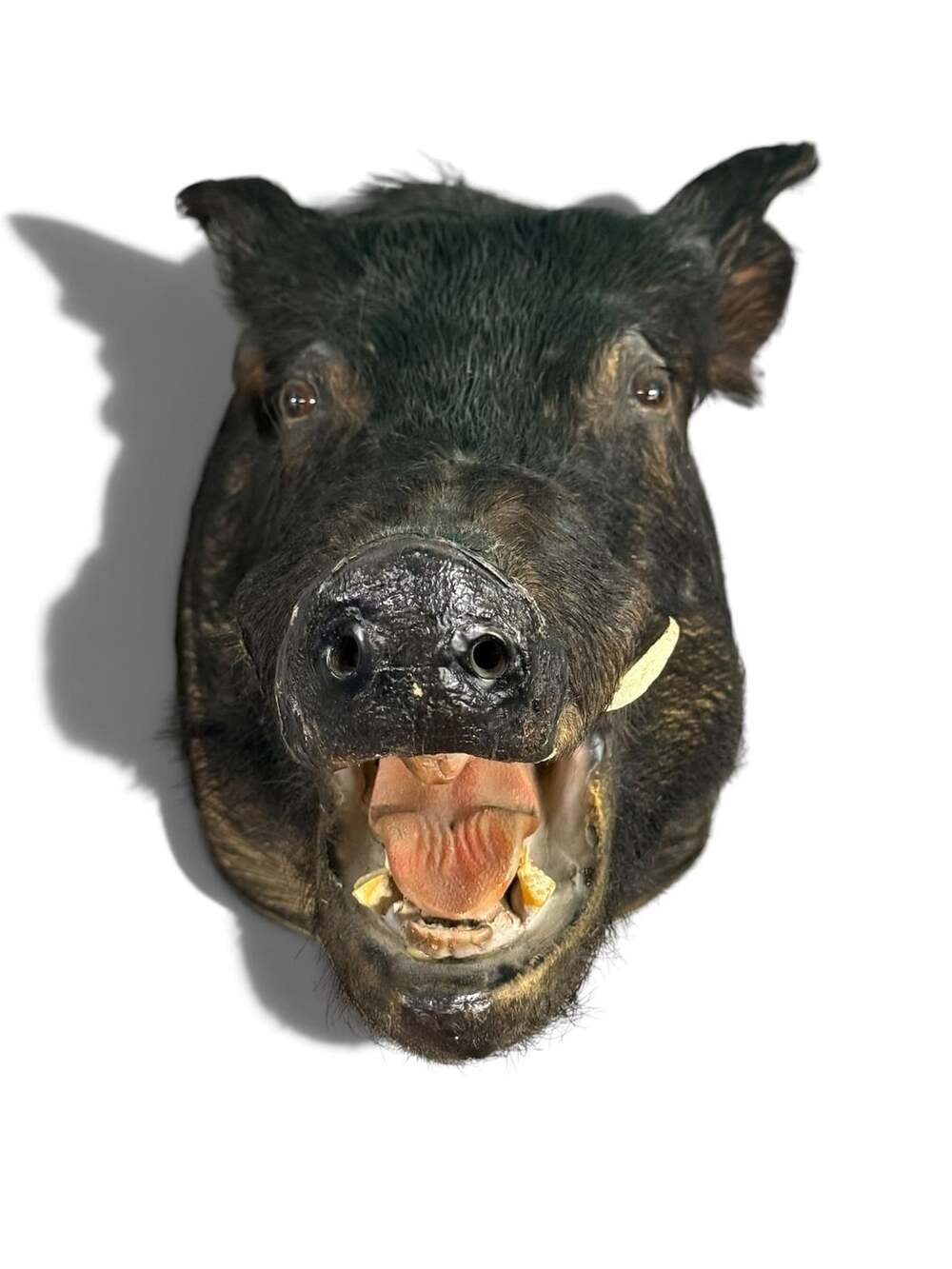 Wild Boar Taxidermy Shoulder Mount Hog Pig Hunting Lodge 22x16